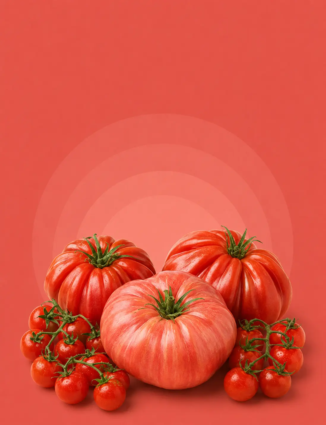 tomate banner